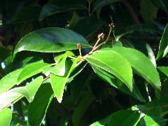 2005/11